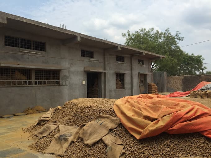 Turmeric cultivation at JJ Spices farms in Duggirala, Andhra Pradesh, India